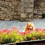 Διαμέρισμα Casa Aranesa